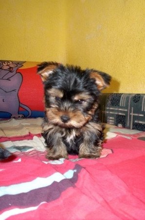 Yorkshire terrier