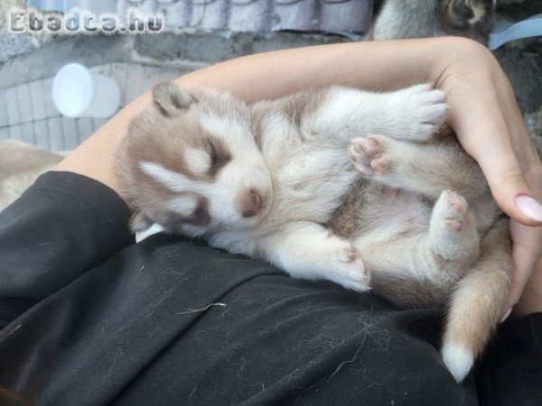Szibériai Husky jellegű kiskutya