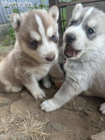 Szibériai Husky jellegű kiskutya