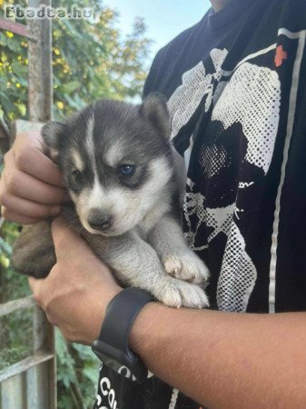 Szibériai Husky jellegű kiskutya