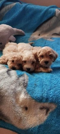Maltipoo