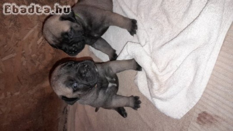 Törzskönyvezett bullmastiff kiskutya