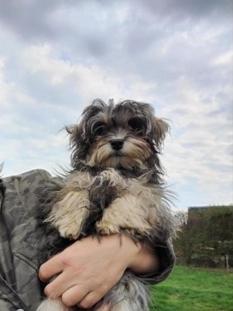 Bichon havanese