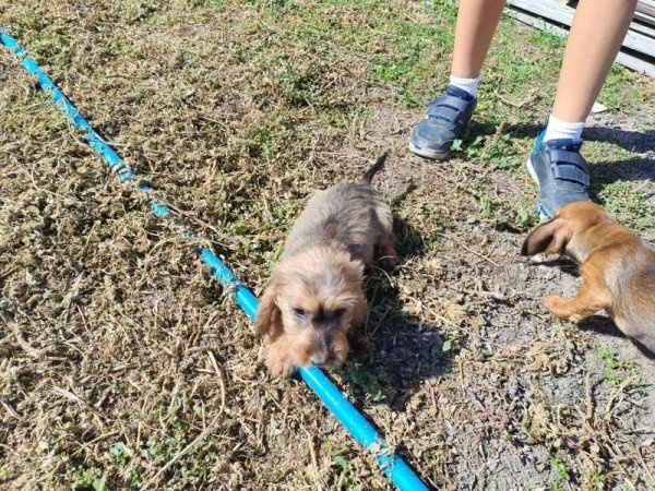 Szálkás szőrű tacskó