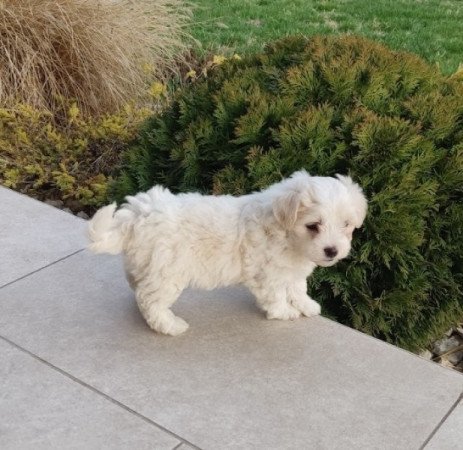 Bichon Havanese