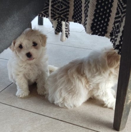 Bichon Havanese