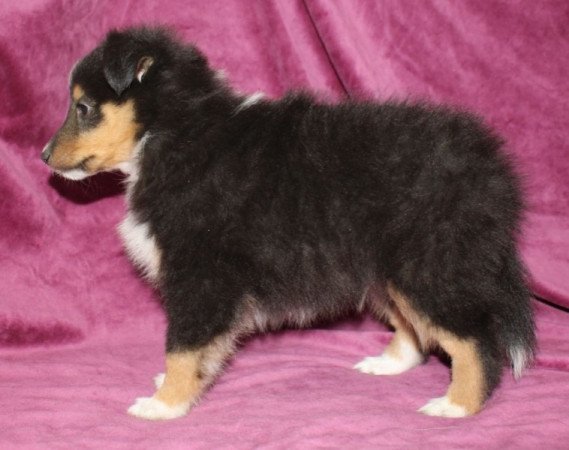 Sheltie (Shetland sheepdog)