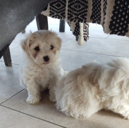 Bichon Havanese