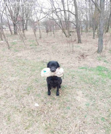 Munkavonalú labrador retriever Gazdát keres