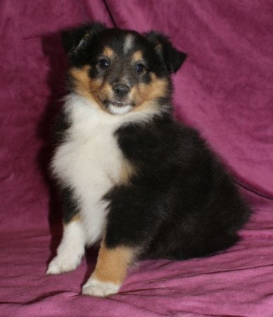 Sheltie (Shetland sheepdog)