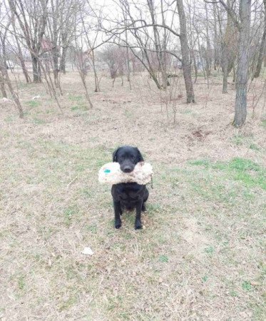 Labrador retriever