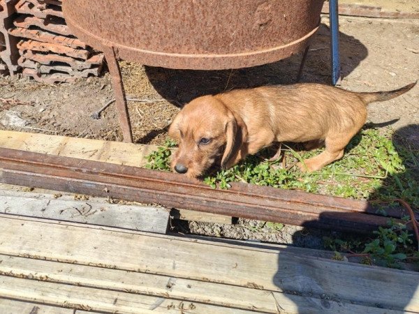 Szálkás szőrű tacskó