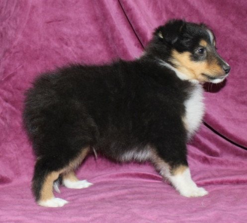 Sheltie (Shetland sheepdog)
