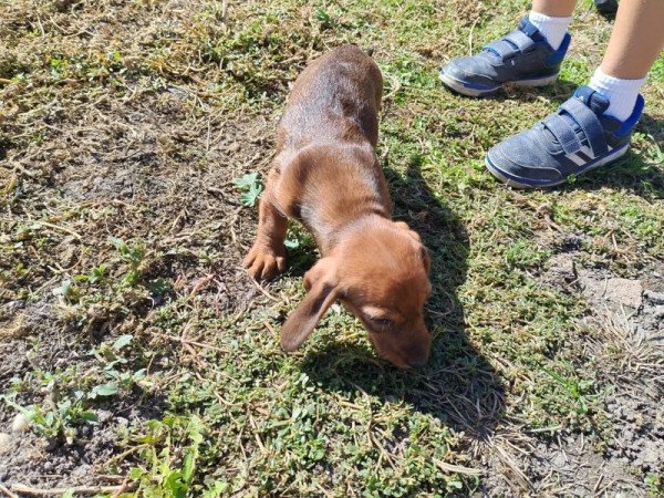 Szálkás szőrű tacskó