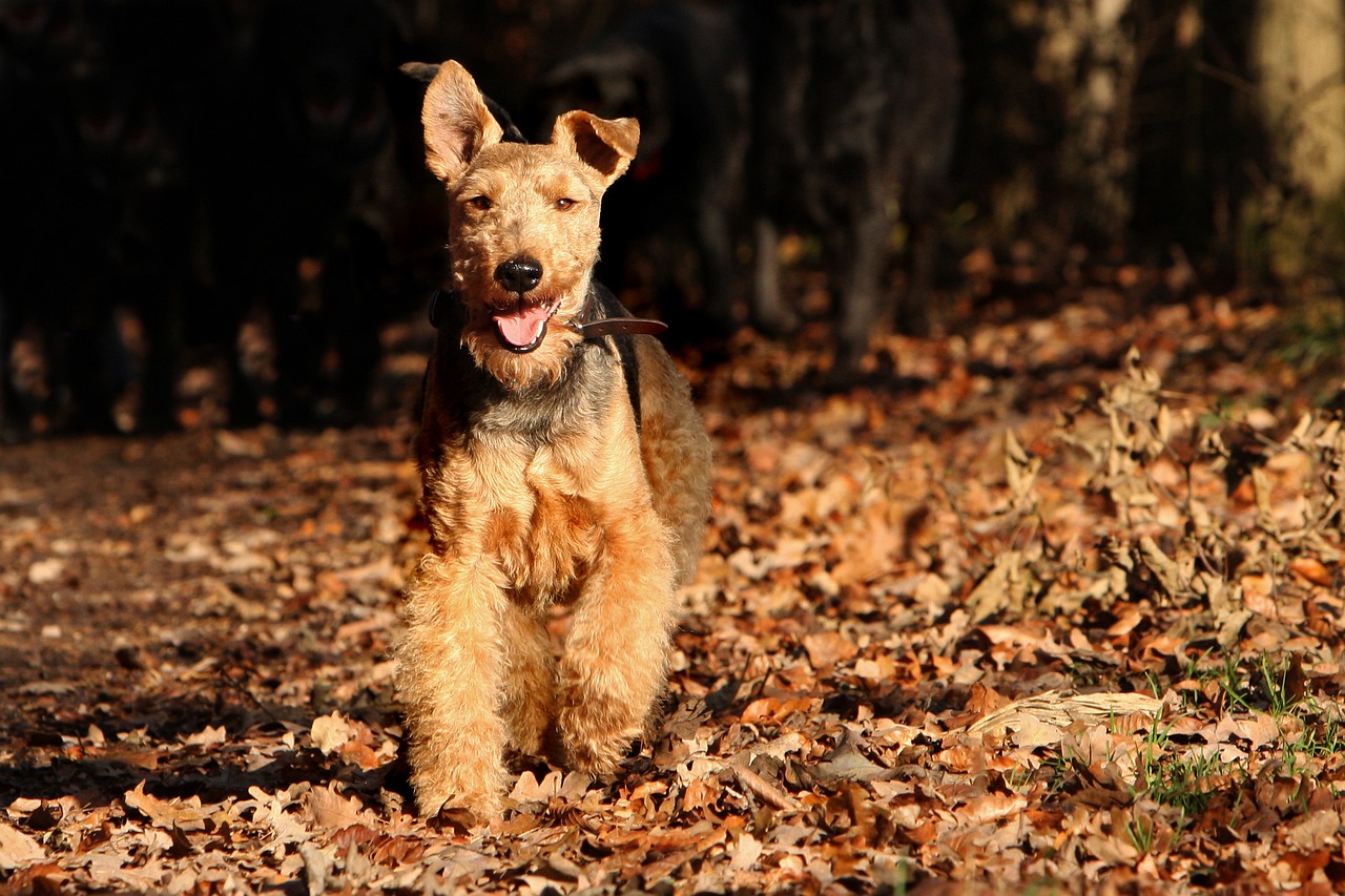 welsh terrier