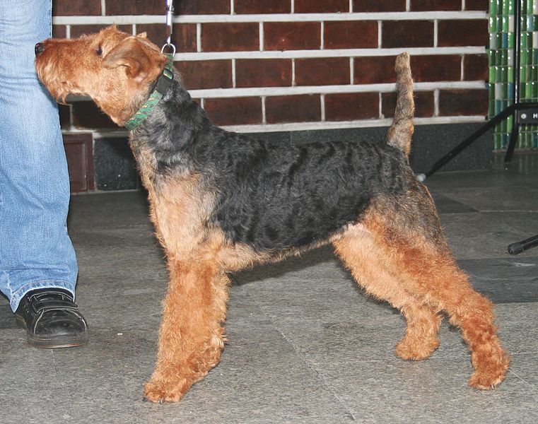 welsh terrier