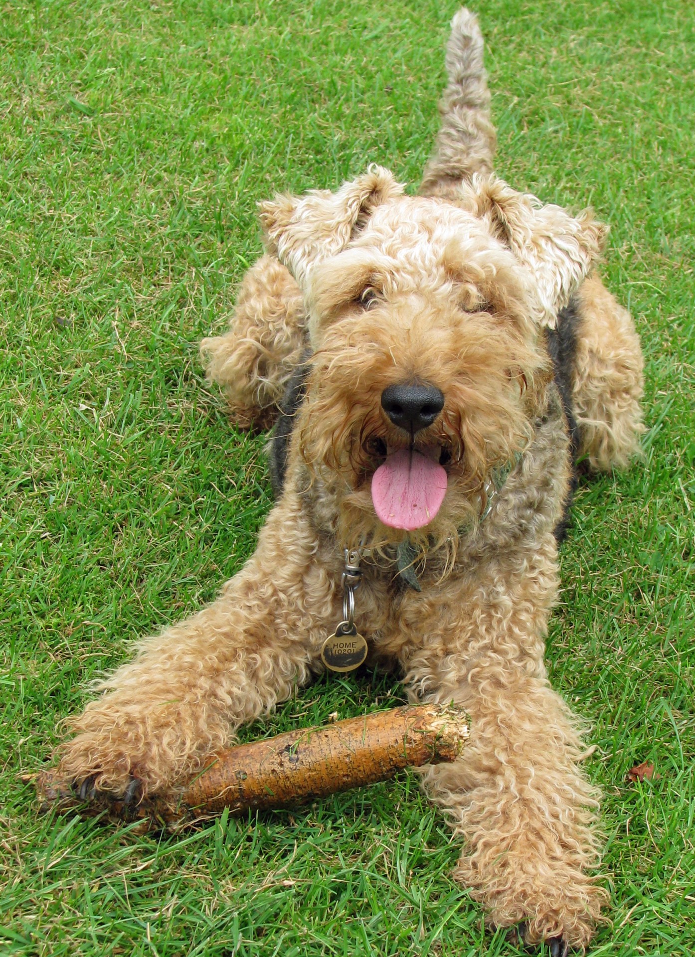 welsh terrier