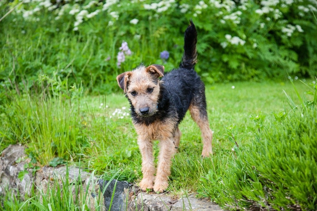 welsh terrier