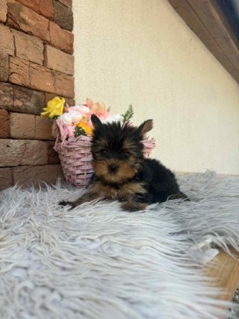 Yorkshire terrier
