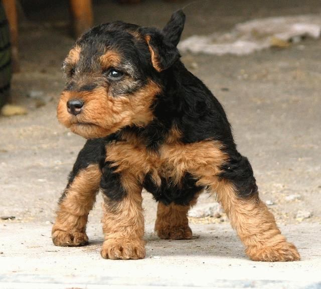 welsh terrier