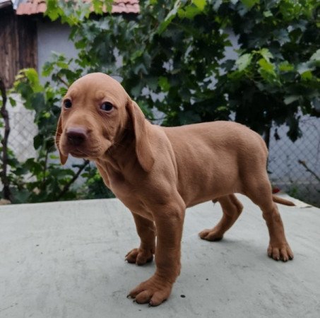 magyar vizsla