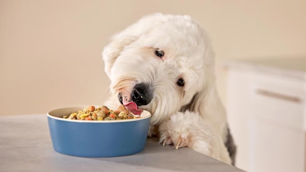 BARF étrend vagy főtt étel: melyik a jobb a kutyának?