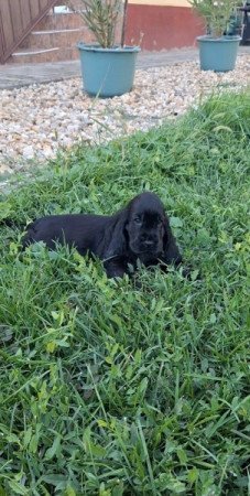 Angol cocker spániel