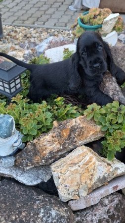 Angol cocker spániel