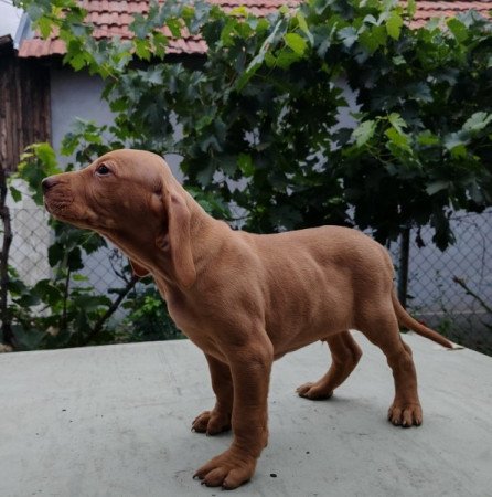 magyar vizsla