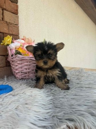 Yorkshire terrier