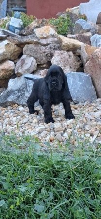 Angol cocker spániel