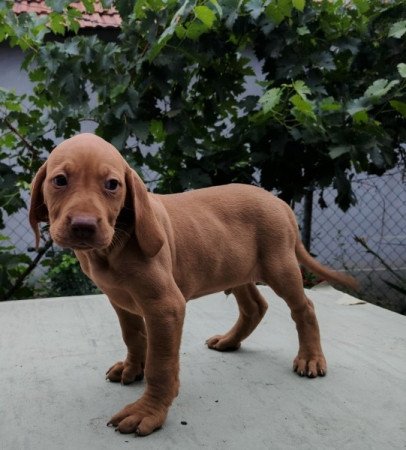magyar vizsla