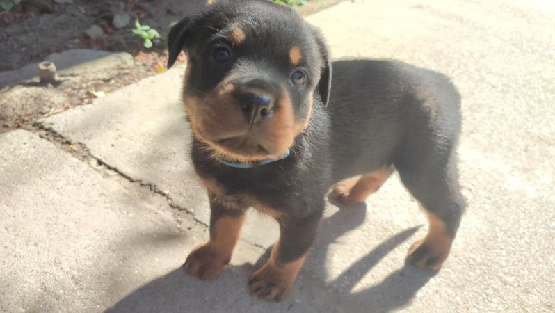 Rottweiler