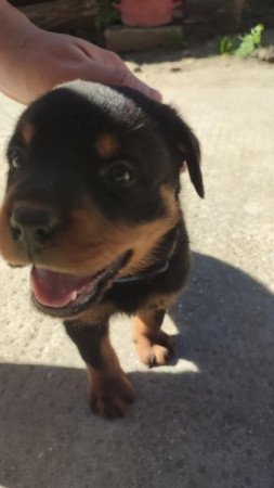 Rottweiler
