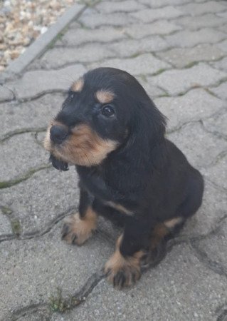 Angol cocker spániel