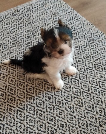 Biewer yorkshire terrier kisfiú