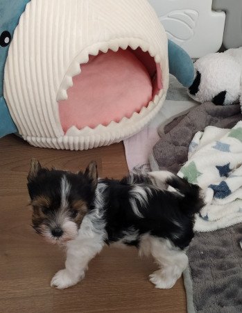 Biewer yorkshire terrier kisfiú