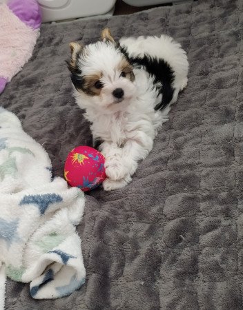 Biewer yorkshire terrier kislány