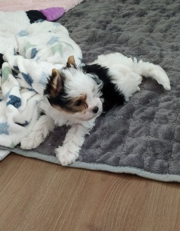 Biewer yorkshire terrier kislány