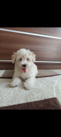 Maltipoo