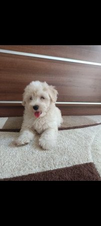 Maltipoo