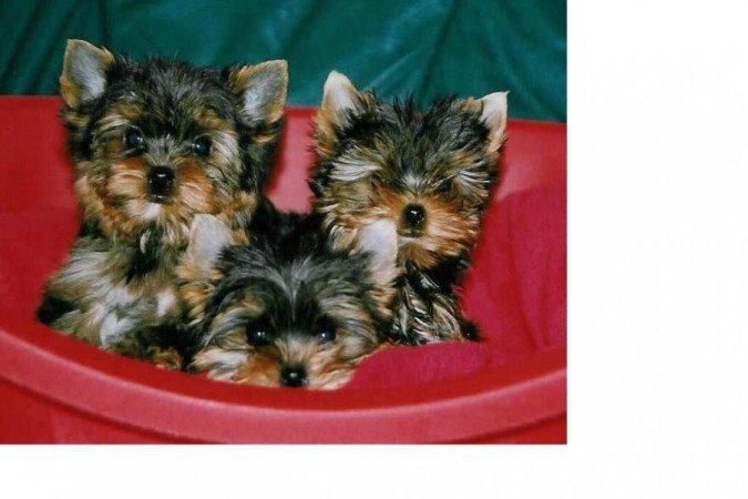 Yorkshire Terrier