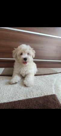 Maltipoo