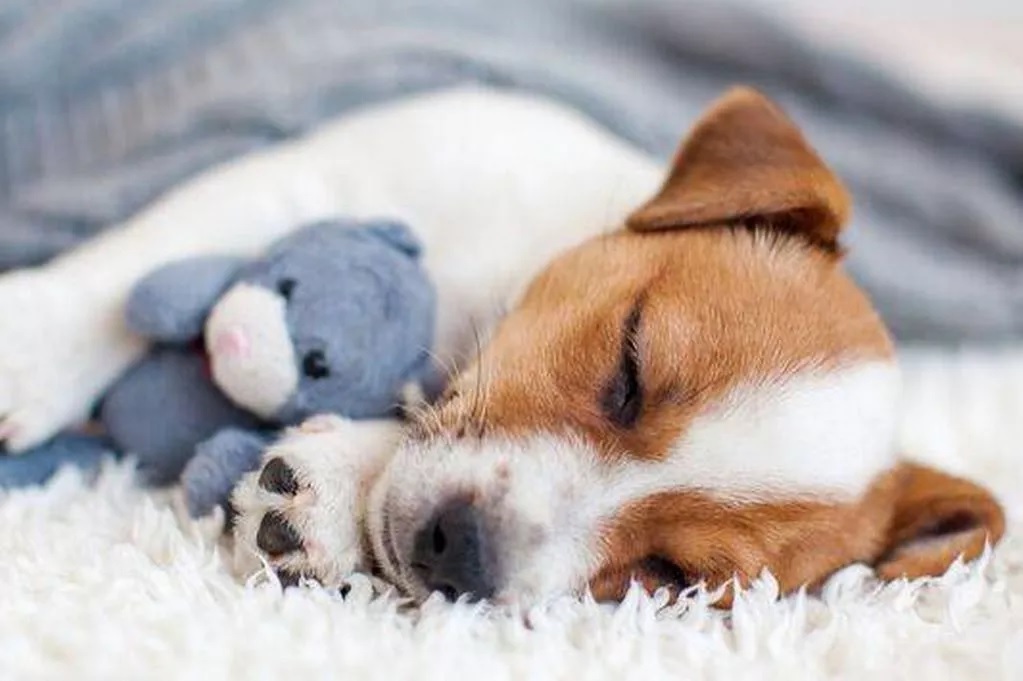 A kutyád szívet olvasztó szokása alvás közben