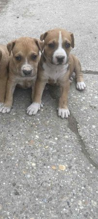 Amstaff kan kutyusok gazdit keresnek