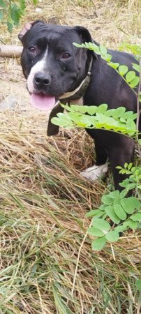 Amstaff kan kutyusok gazdit keresnek