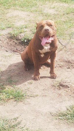 Amstaff kan kutyusok gazdit keresnek