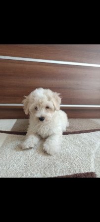 Maltipoo