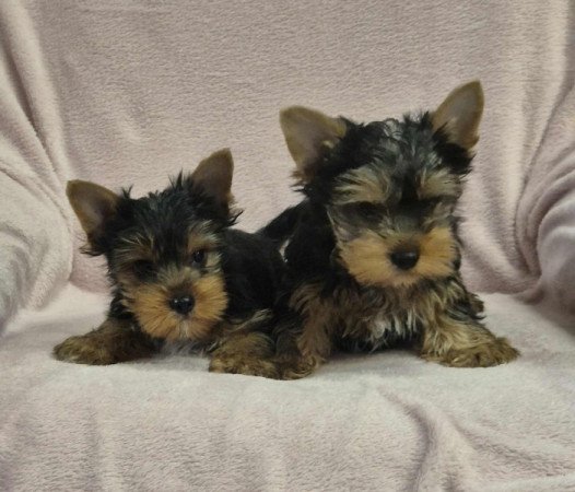 Yorkshire terrier
