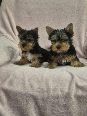 Yorkshire terrier